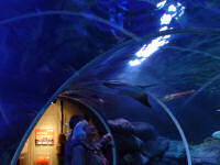 SeaLife & AquaDom (54 Bilder)
